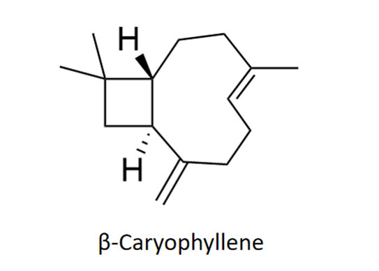 beta caryophyllene