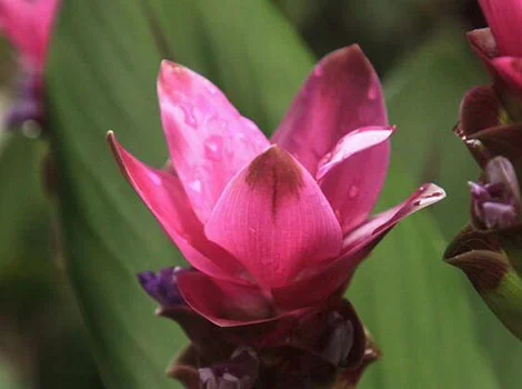 β-Elemene