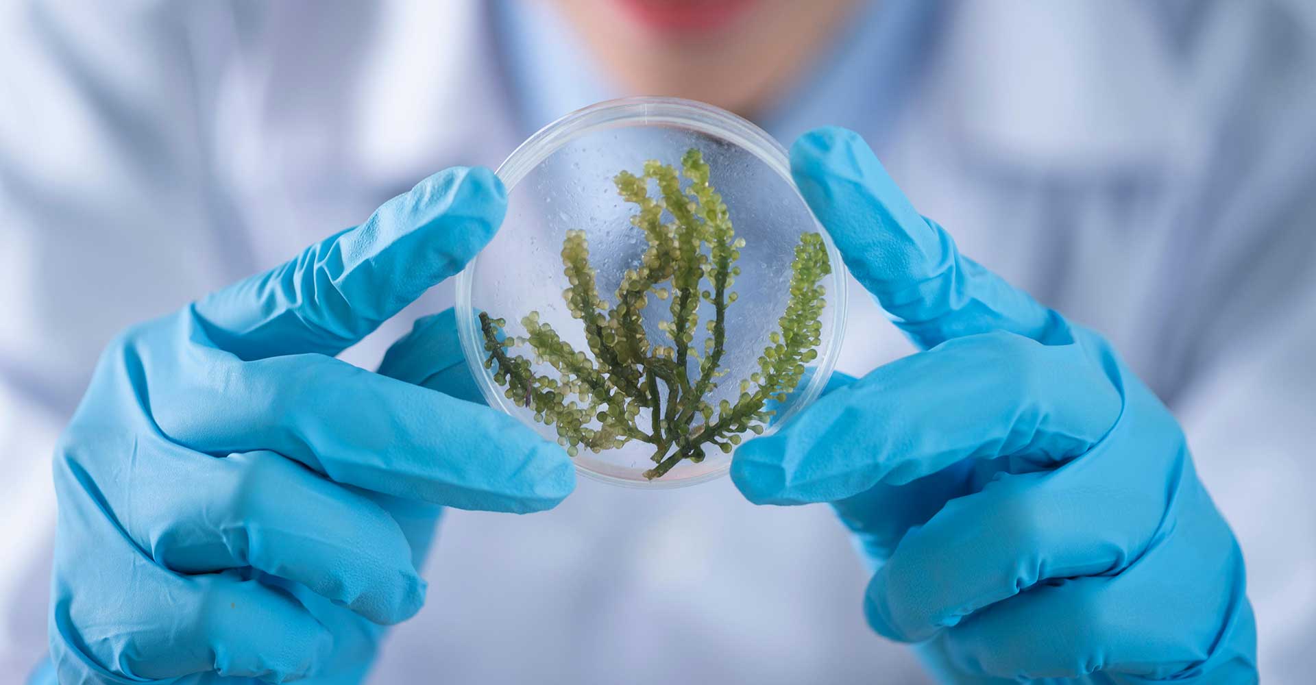 biosynthesis of biotin